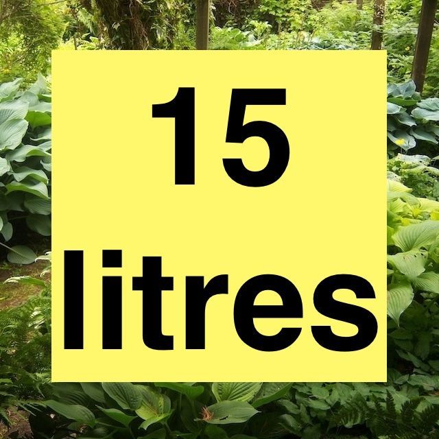 2026 Mature 15 Litre Chelsea Pensioner  Hostas