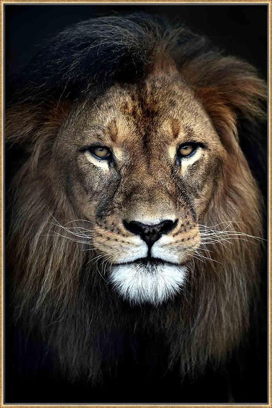 Lion - Majestet
