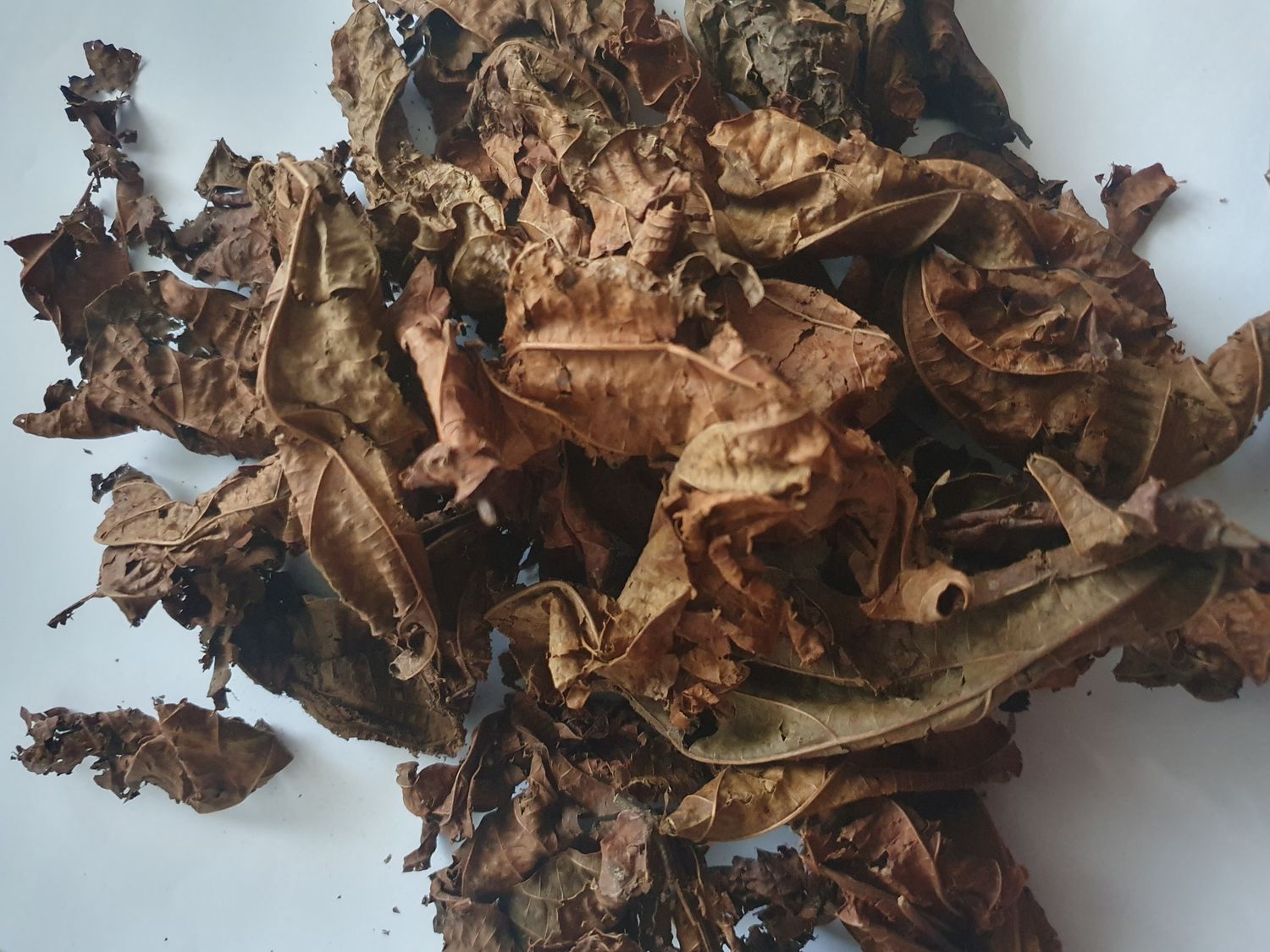Feuilles de Djeka