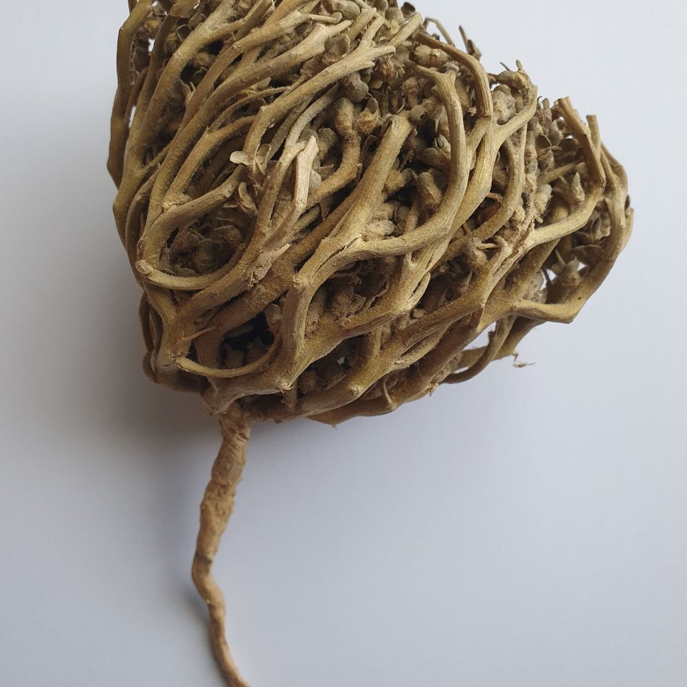 Rose de Jéricho