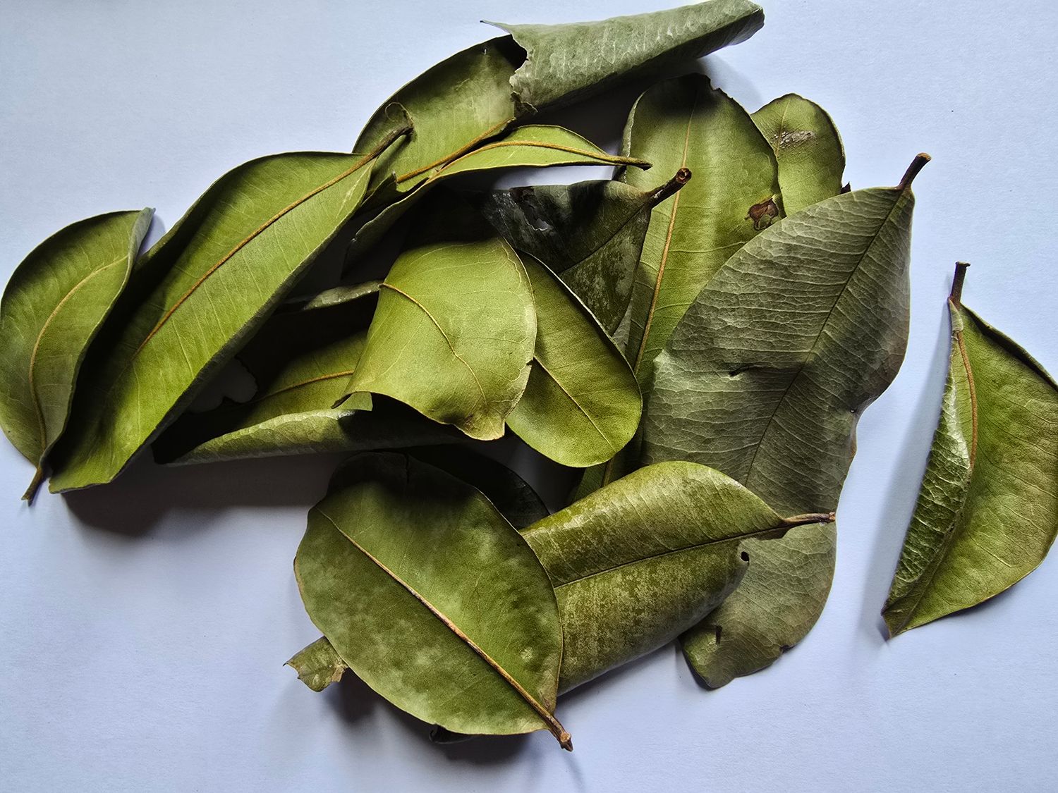 Bois d&#39;Inde