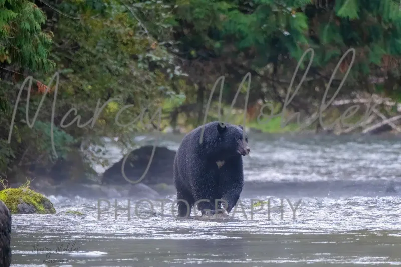 Black Bear Mid-River