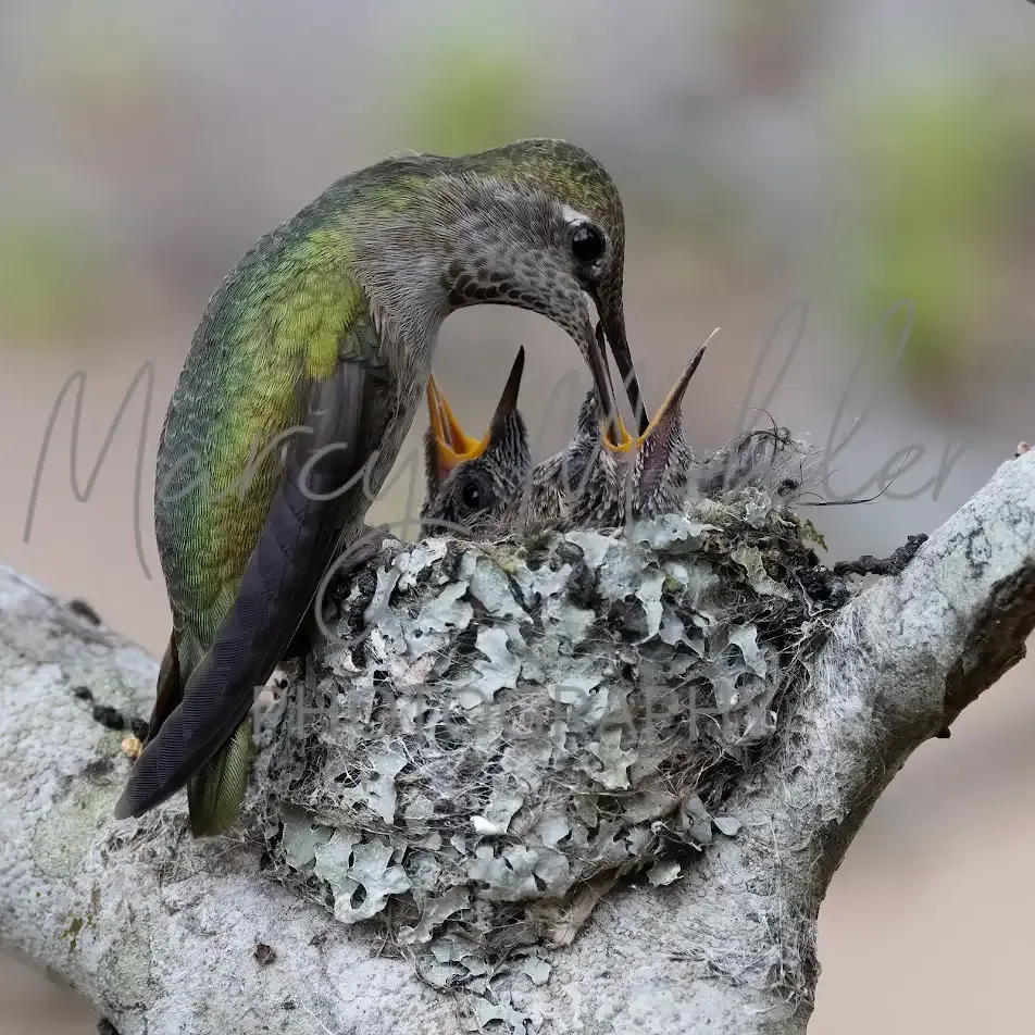 Anna&#39;s Hummingbird Feeding Twins