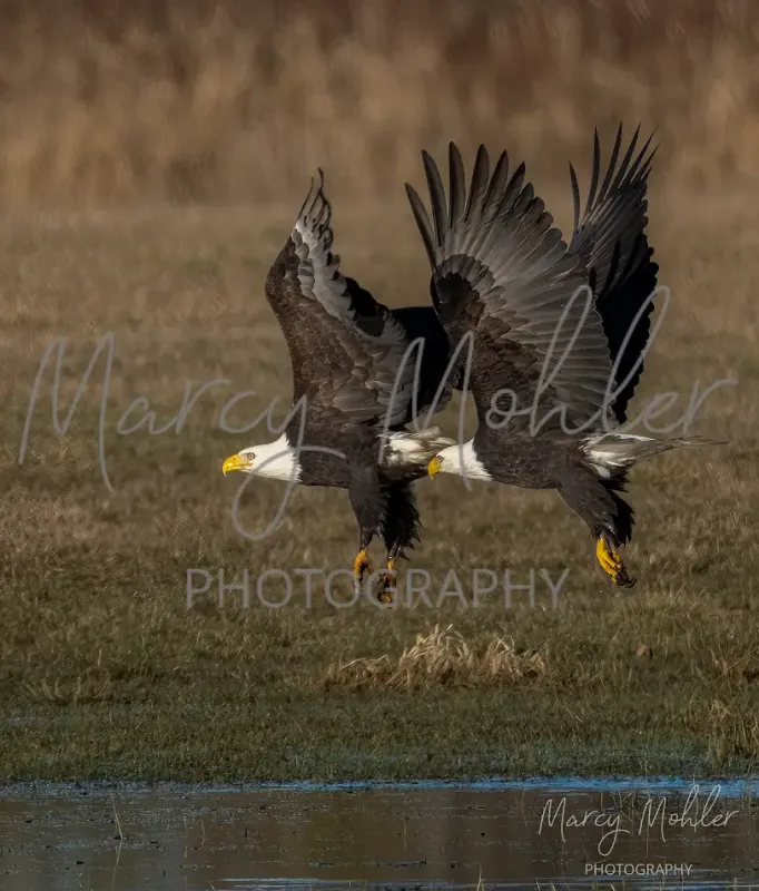 Eagle Synchronization