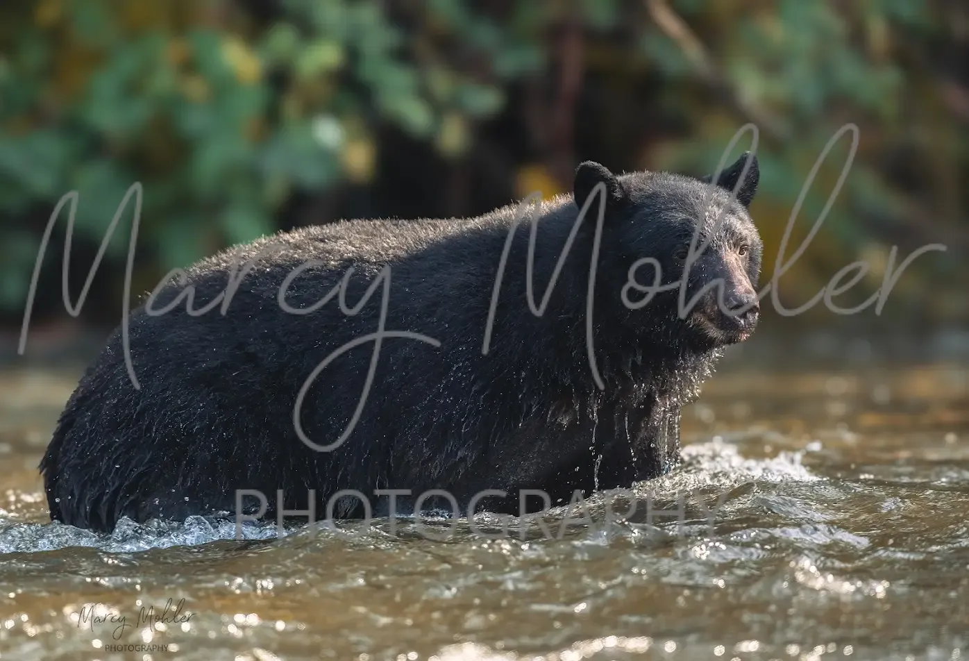 Black Bear Wading