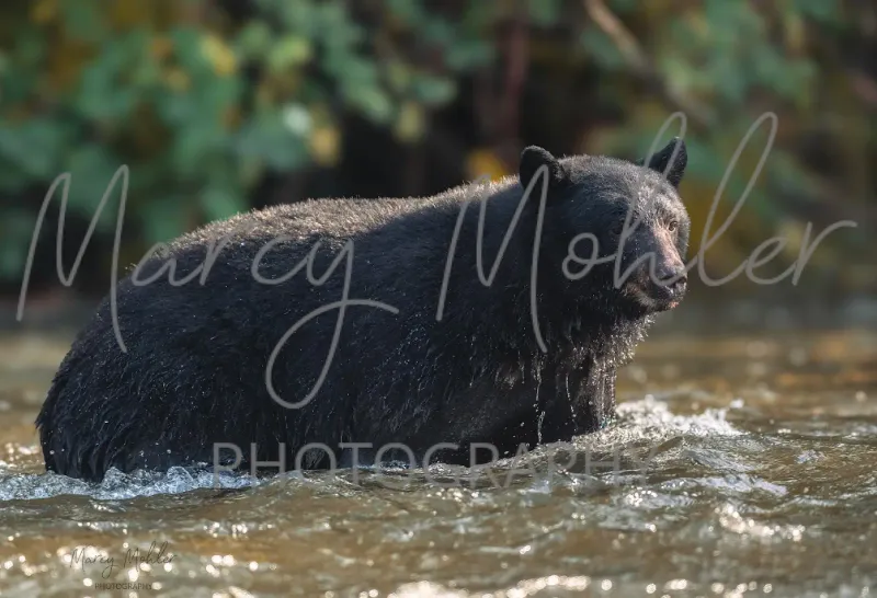 Black Bear Wading
