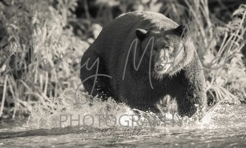 Black Bear on the Hunt