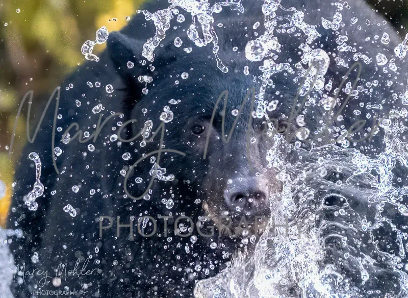 Black Bear Coming
