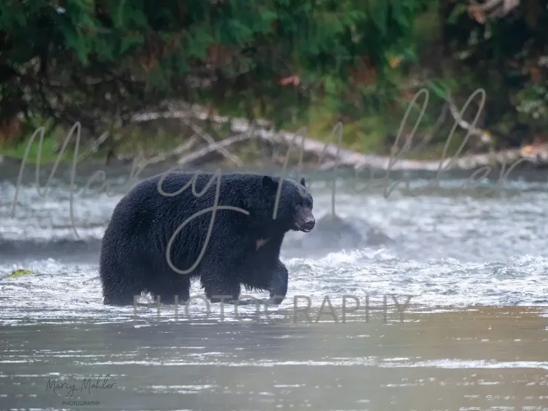 Black Bear Stamp