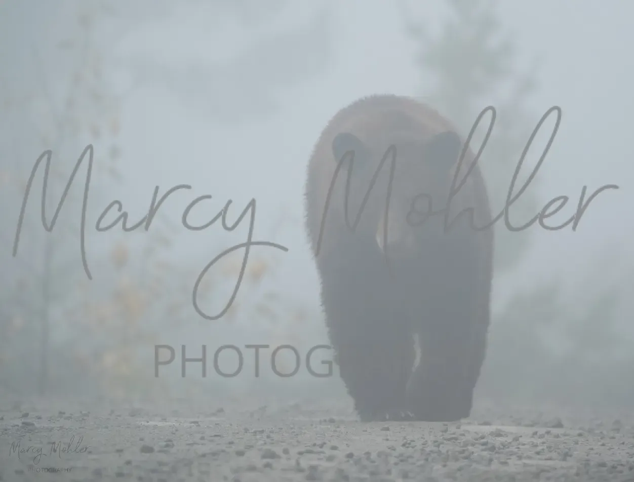 Grizzly Bear in Thick Fog