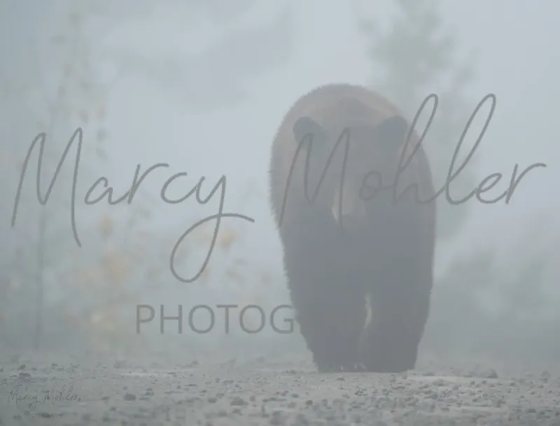 Grizzly Bear in Thick Fog