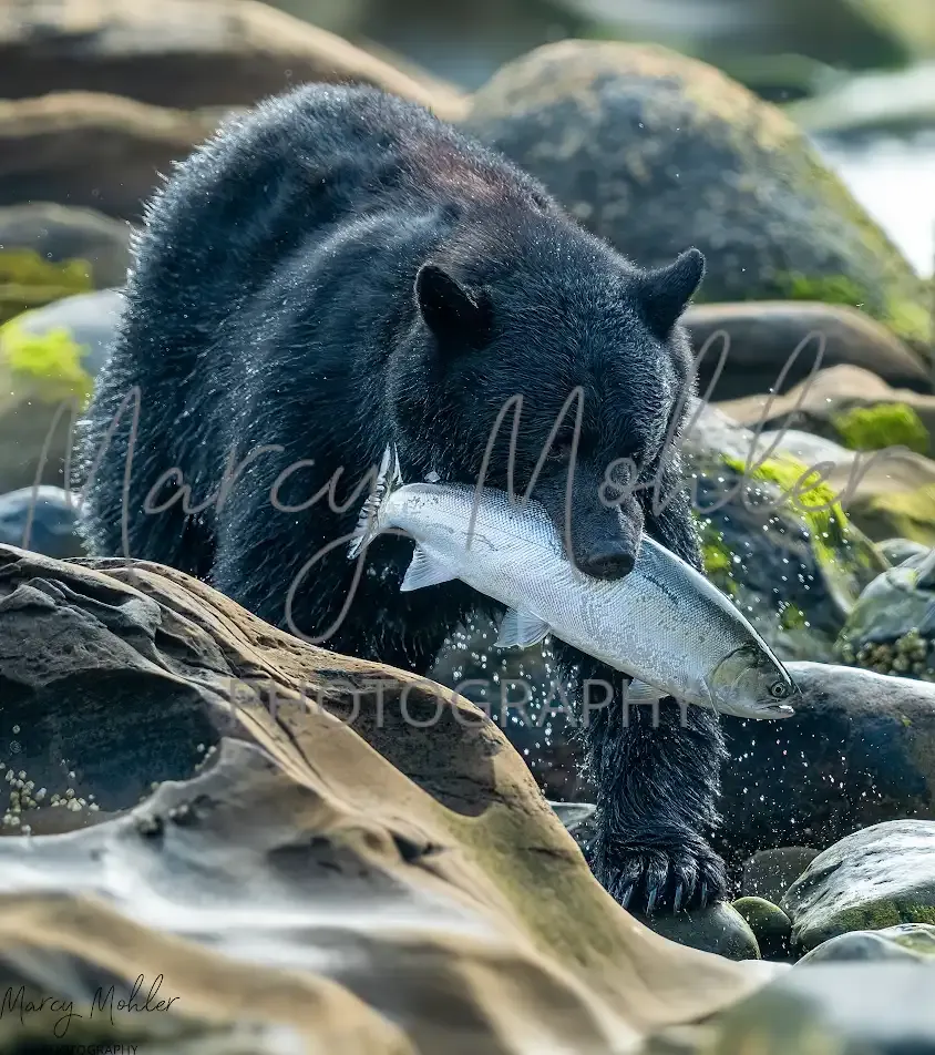 Black Bear on the Moon