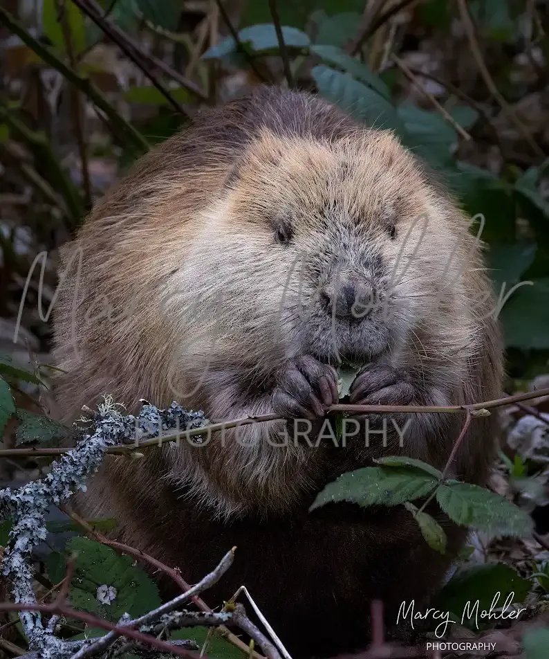 Beaver