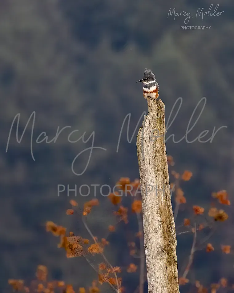 Belted Kingfisher