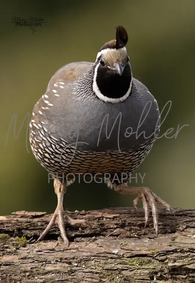 California Quail, male