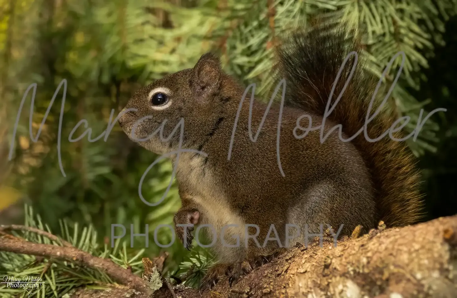Douglas Red Squirrel