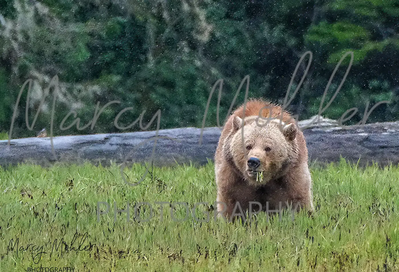 Grizzly Bear