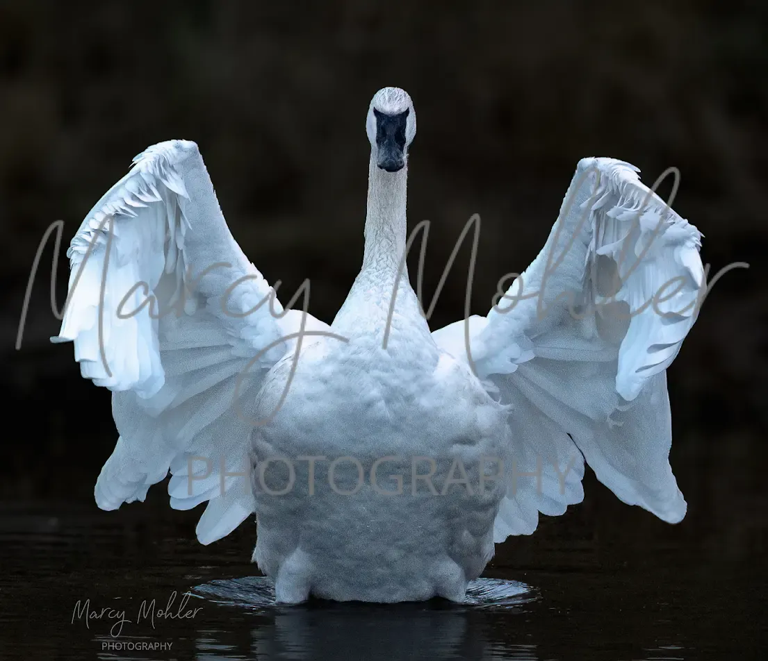 Trumpeter Swan