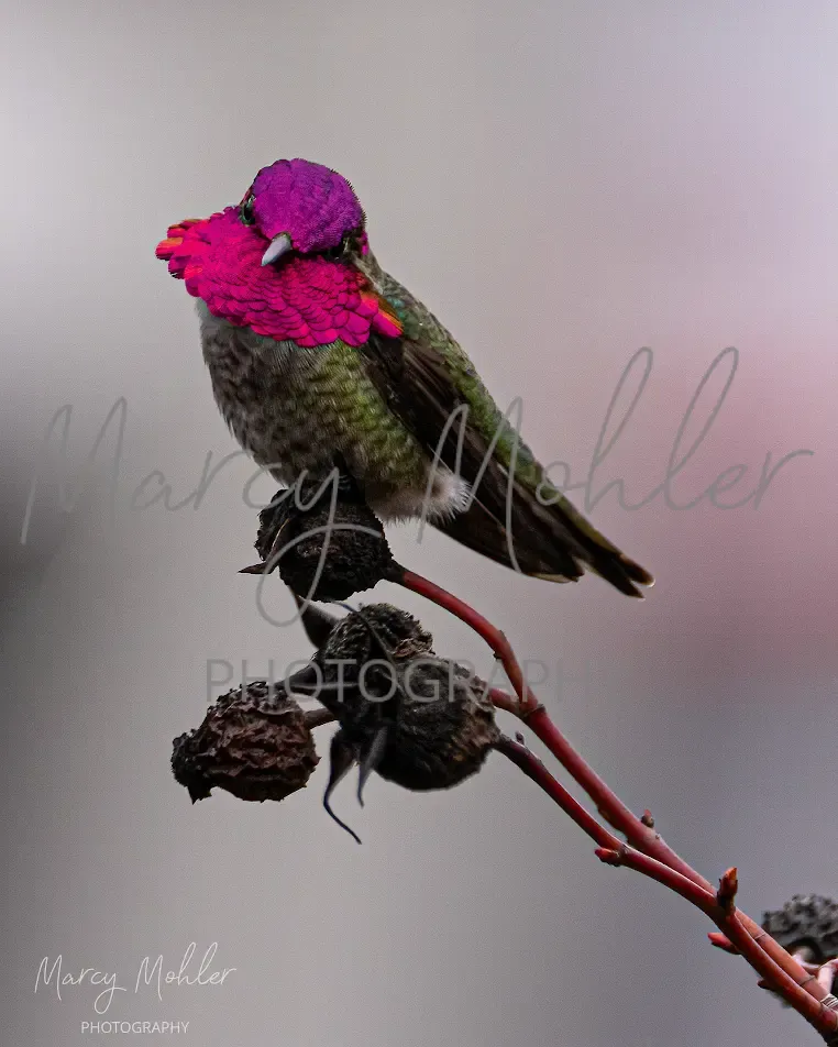 Annas Hummingbird, male