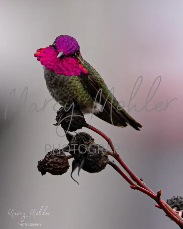 Annas Hummingbird, male