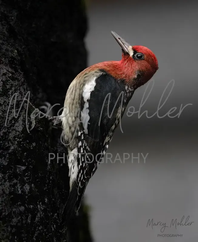 Red Breasted Sap Sucker