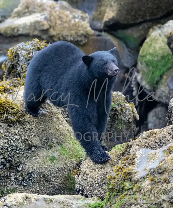 Black Bear Pose