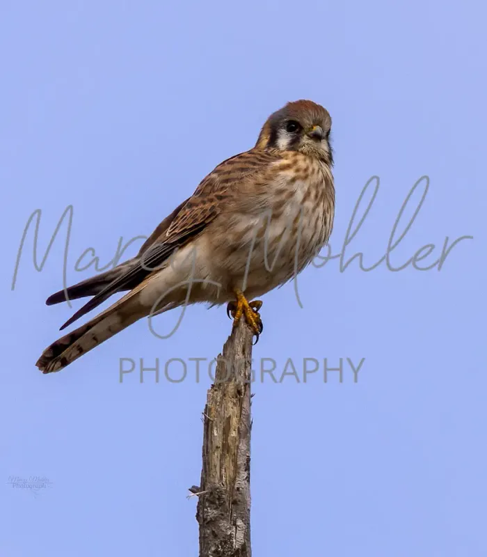 American Kestrel, female
