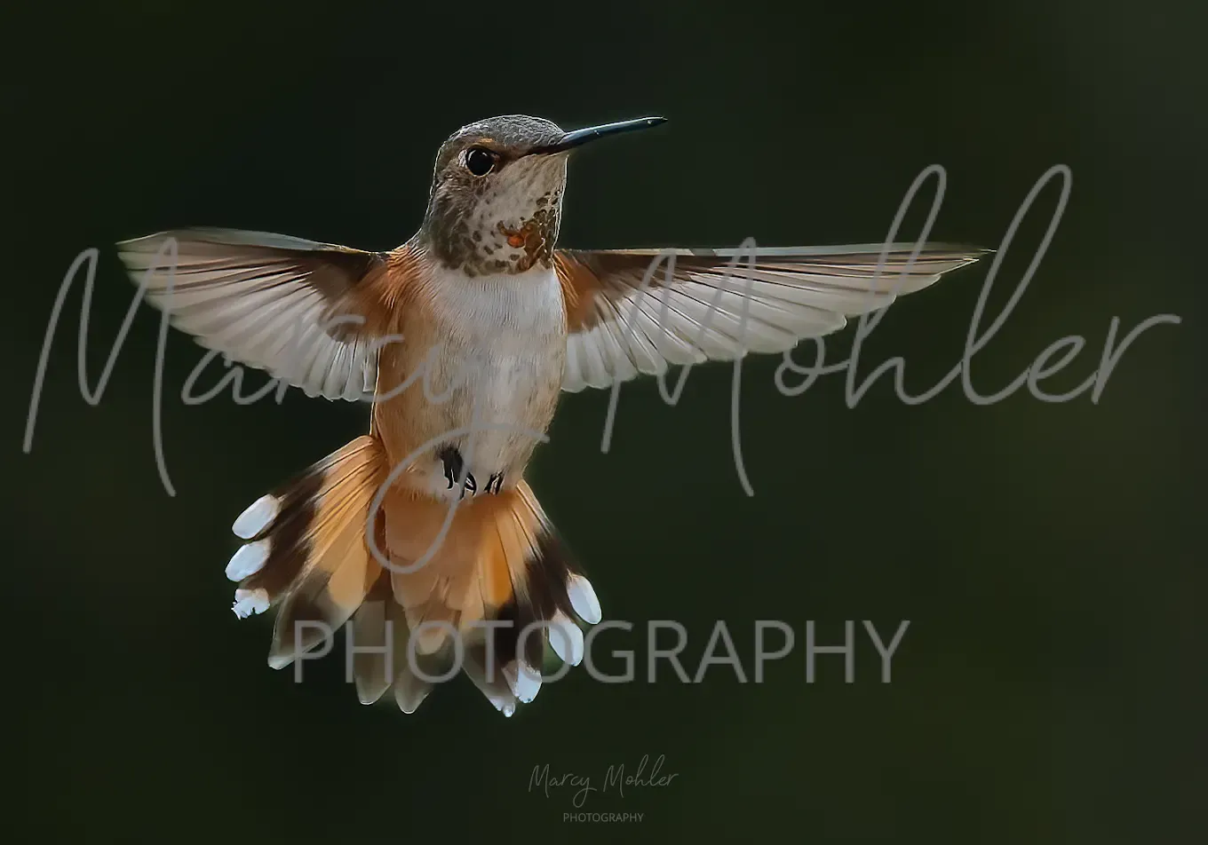 Rufous Flaring, female