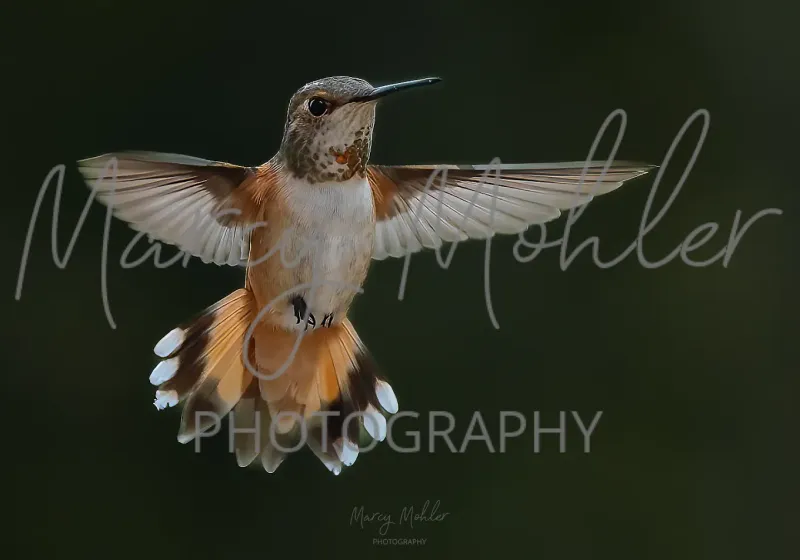Rufous Flaring, female