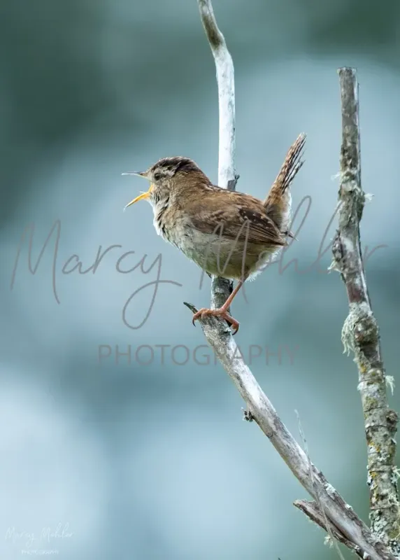 Marsh Wren