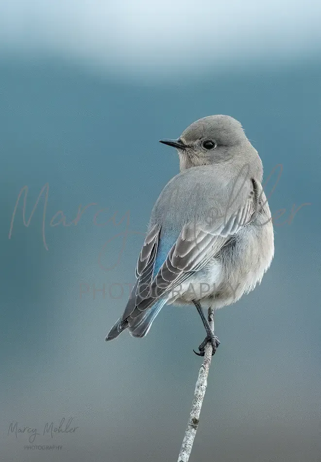 Mountain Bluebird, female