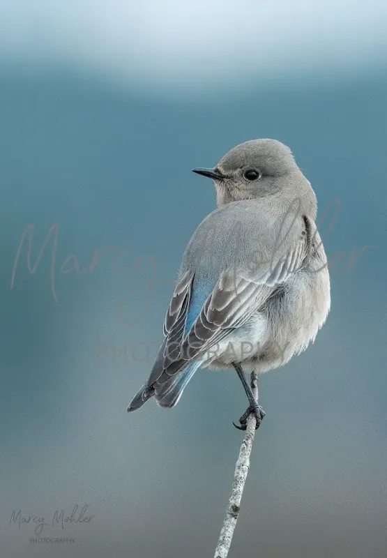 Mountain Bluebird, female