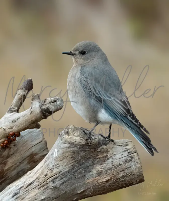 Mountain Bluebird