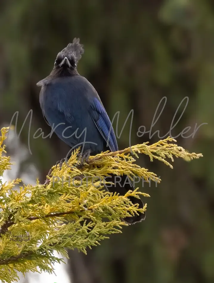 Stellar Jay