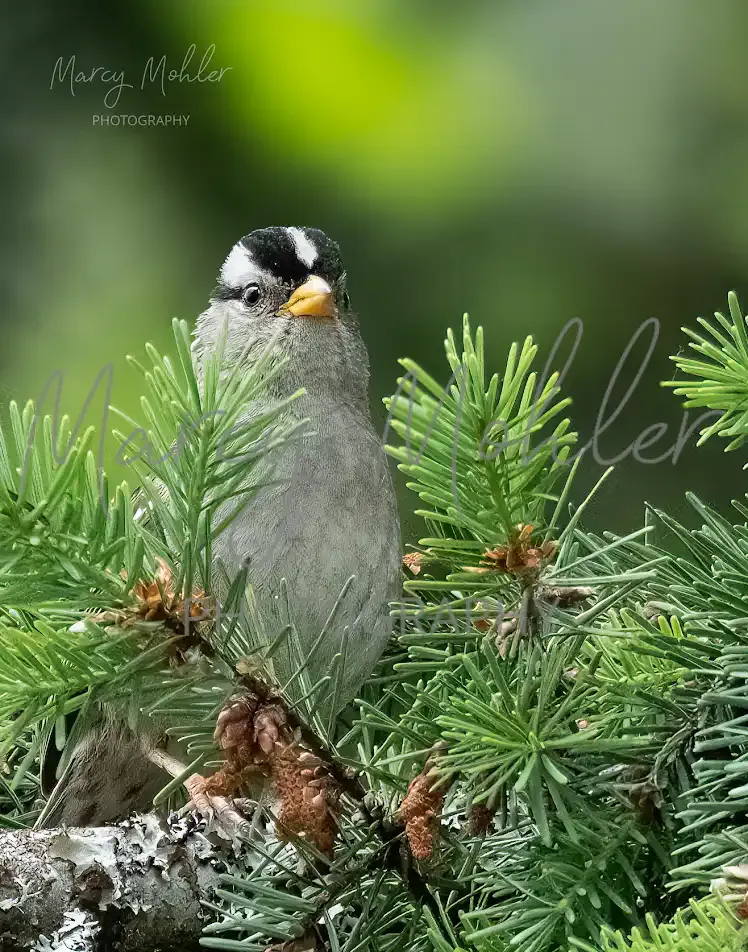 White Crowned Sparrow