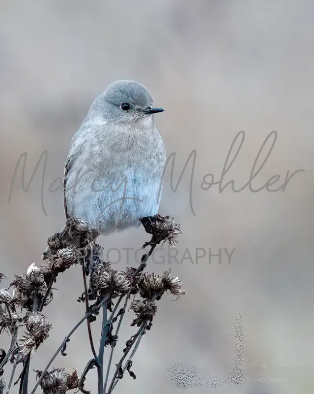 Mountain Bluebird