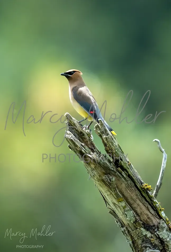 Cedar Waxwing on Broken Perch