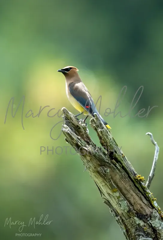 Cedar Waxwing on Broken Perch
