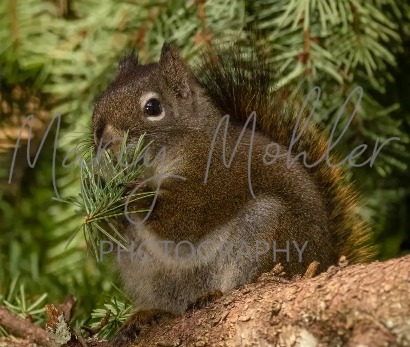 Douglas Red Squirrel