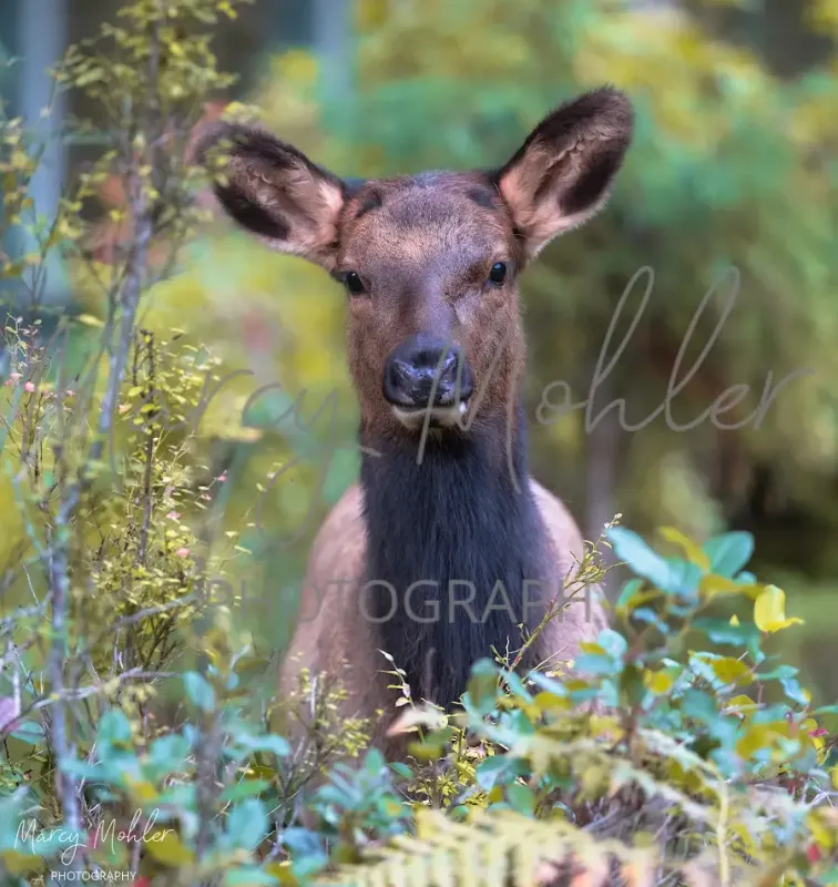 Roosevelt Elk, female