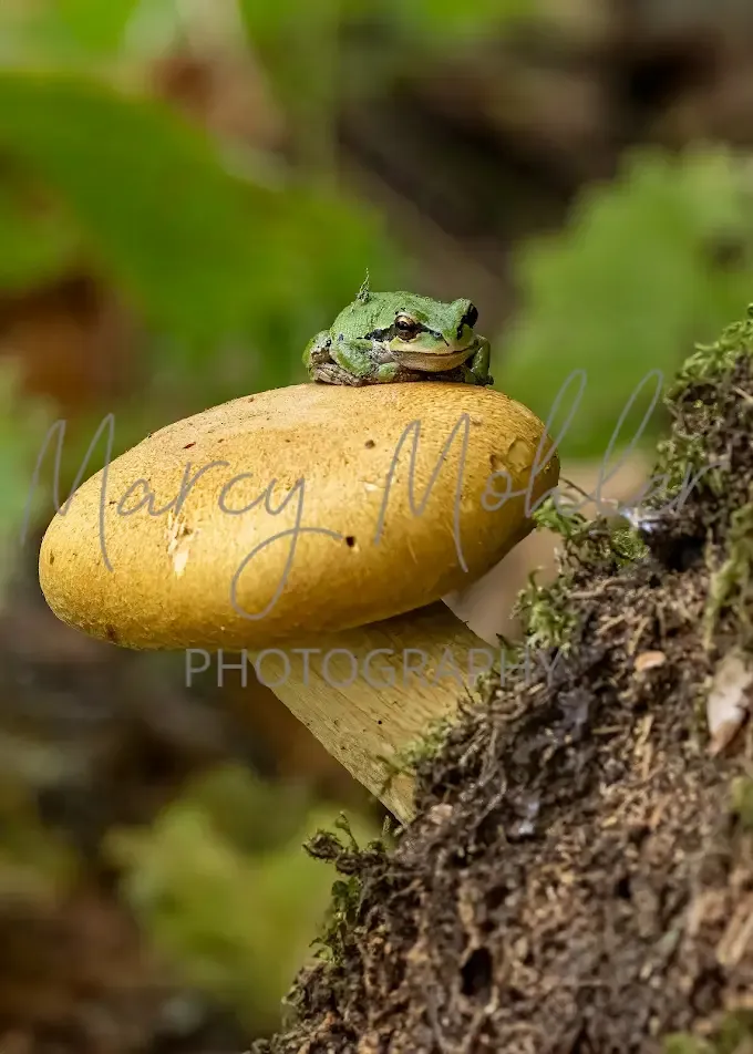 Pacific Chorus Frog