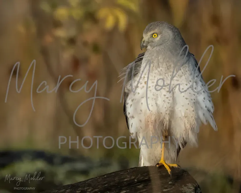 Northern Harrier  Hawk, male.