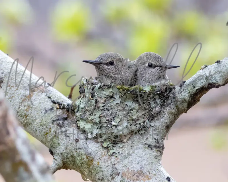 Anna&#39;s Hummingbird Opposing Nestlings