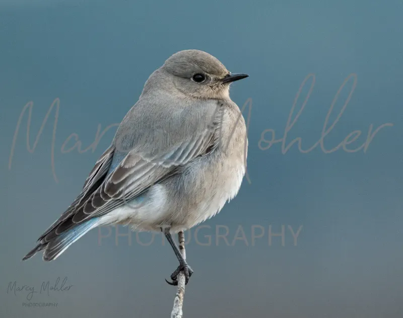 Mountain Bluebird