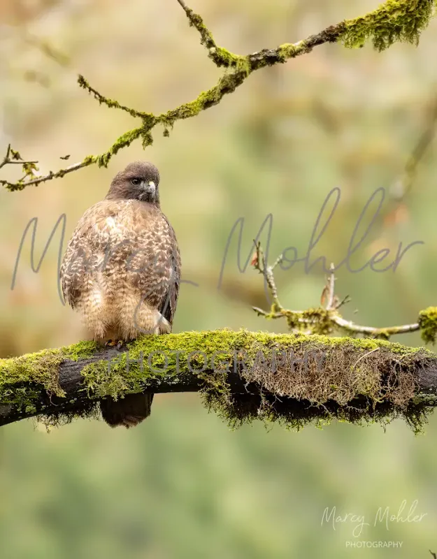 Red Tailed Hawk