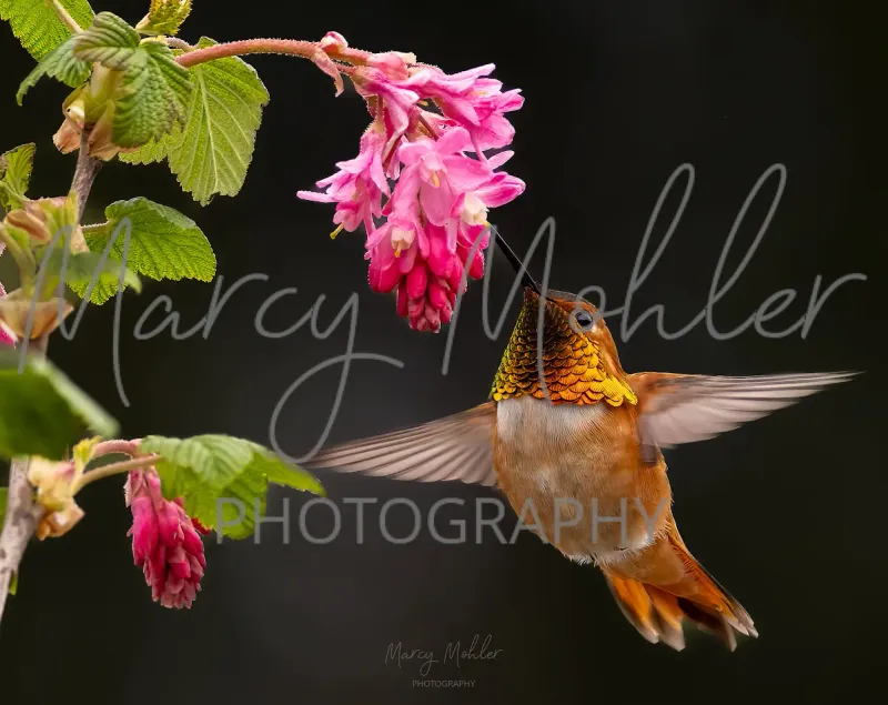 Rufous Hummer at Flower