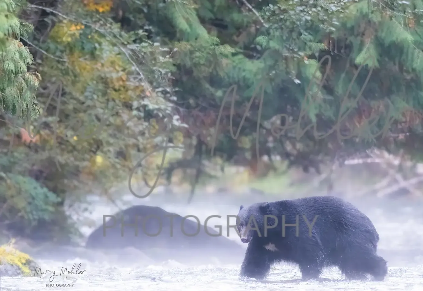Black Bear in Fog