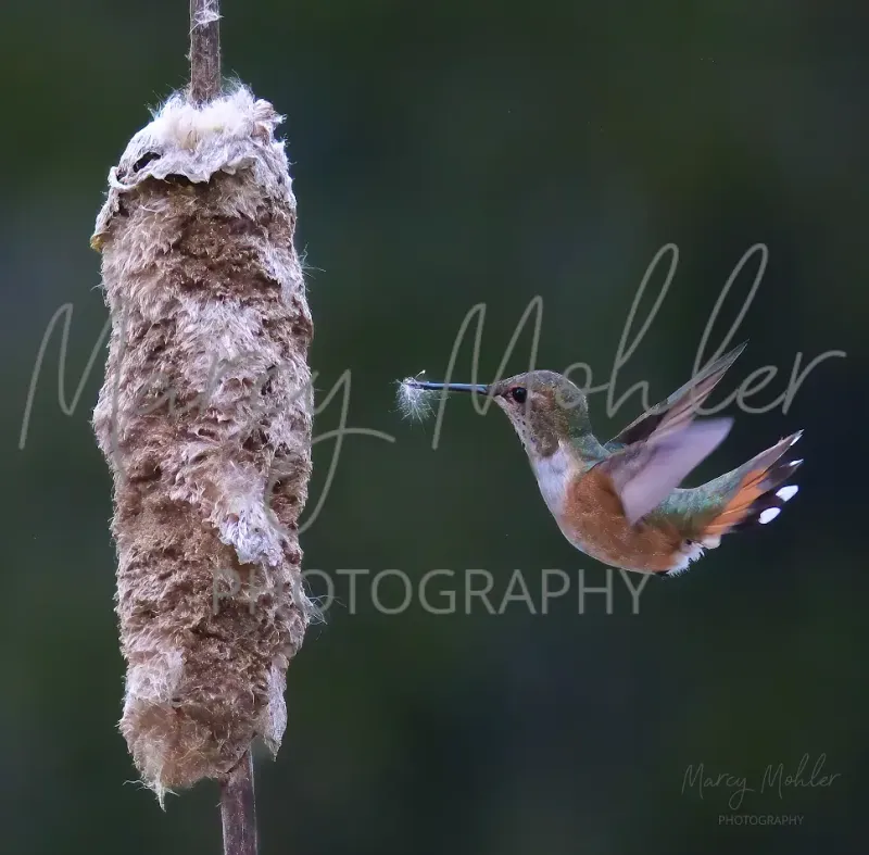 Rufous Hummingbird with Fluff