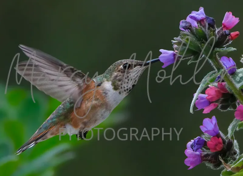 Rufous Hummingbird with Pink and Purple Flowers