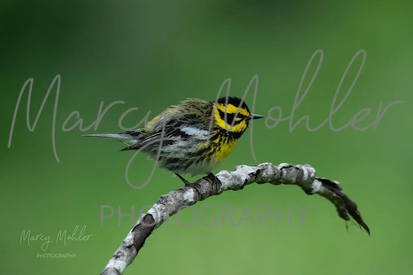 Townsend&#39;s Warbler